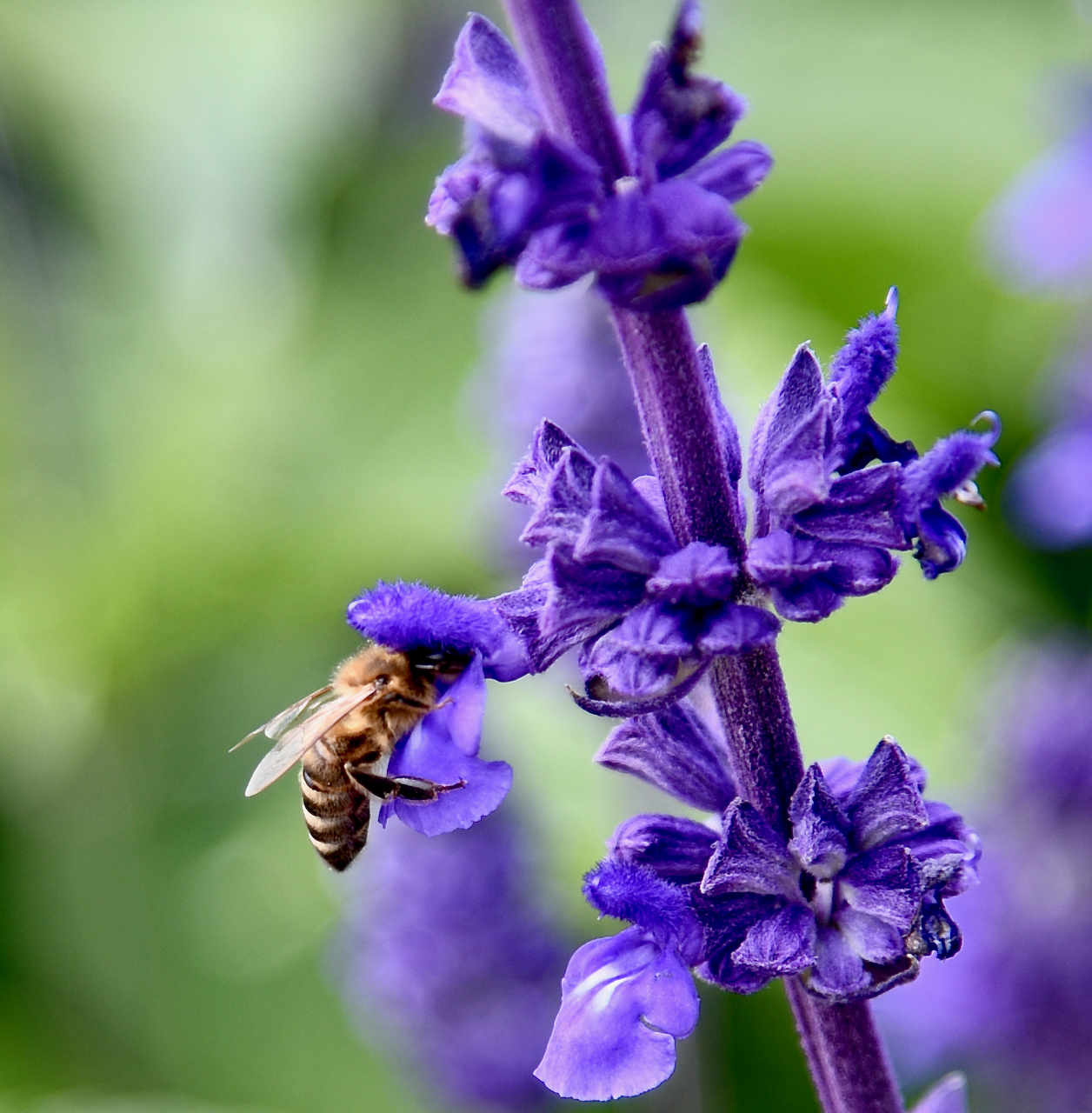 A bee getting nectar from a salvia plant.