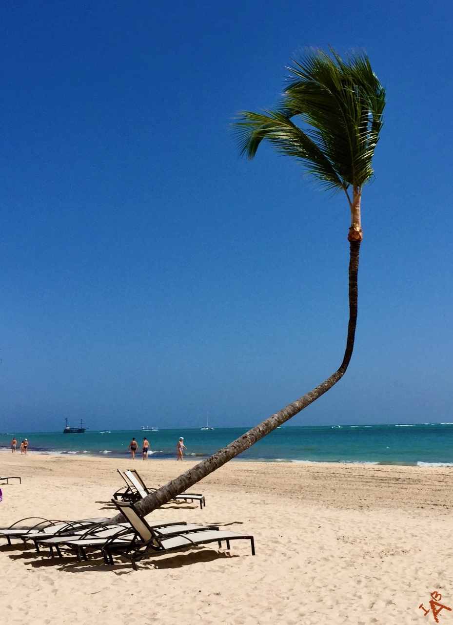 A leaning palm tree with only a few palm fronds on a beach.